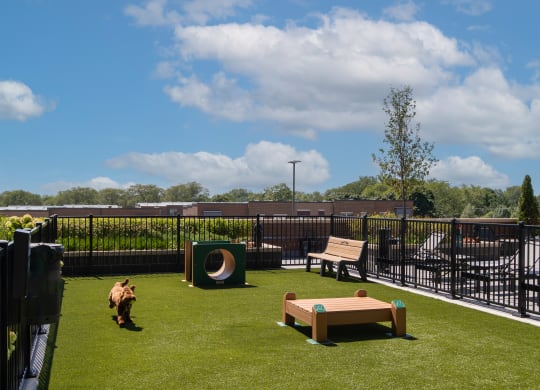 a dog runs around the agility course on a sunny day